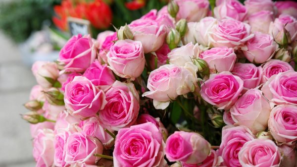 мими эден роза