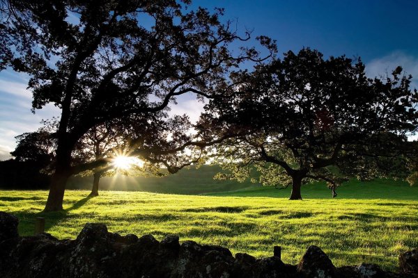 летнее дерево