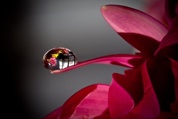 макросъемка цветов