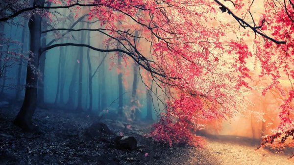 розовый лес