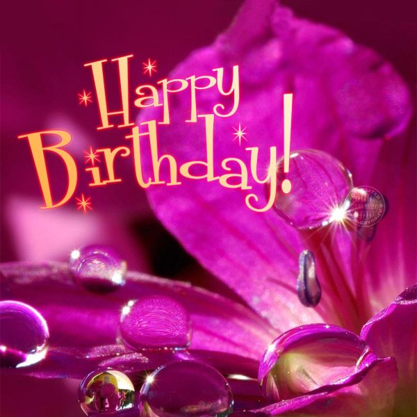 цветок в росе