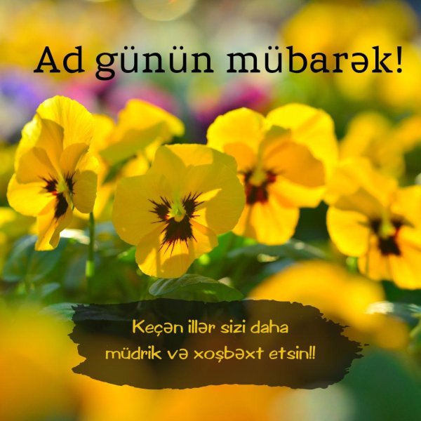 желтая виола анютины глазки