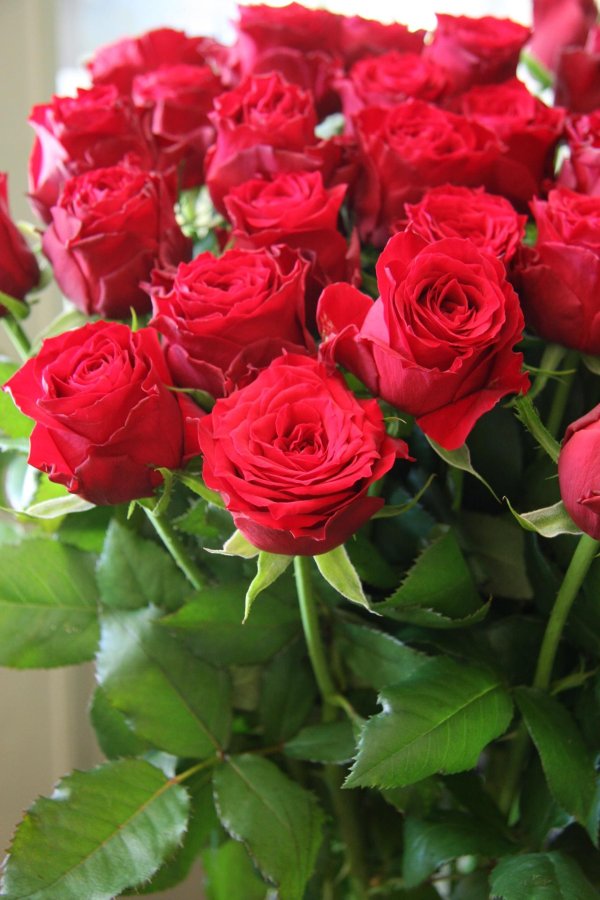 розы красного цвета