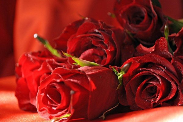 бордовая роза