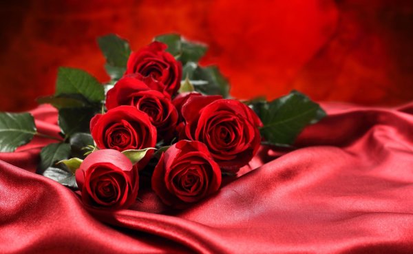 роза открытка