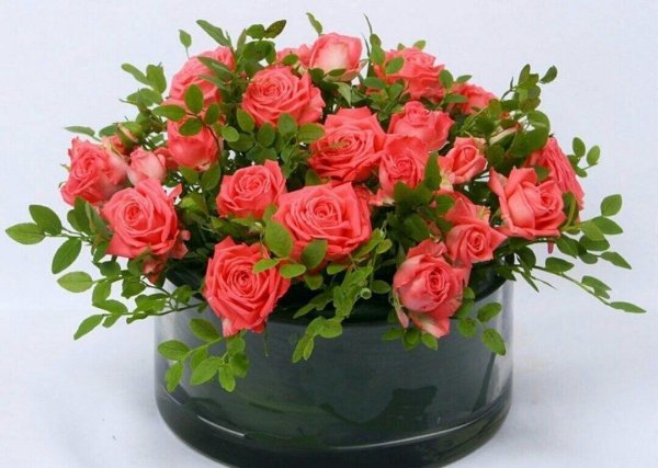 роза кордана