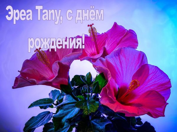 цветок гибискус