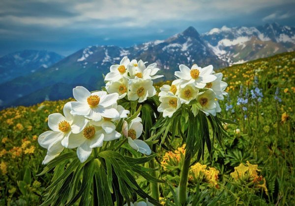 эдельвейс чегет цветок