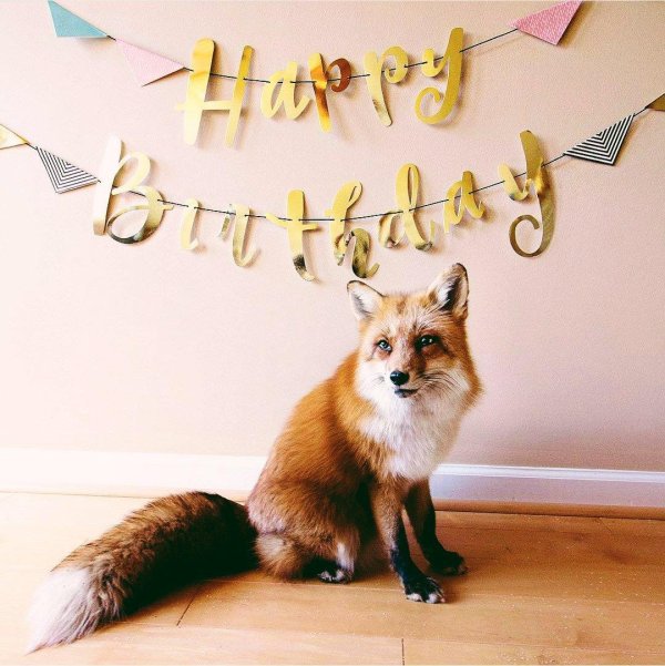 лисичка с днем рождения