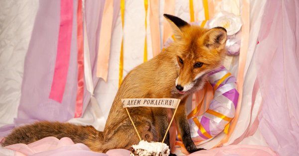 с днем рождения лисичка