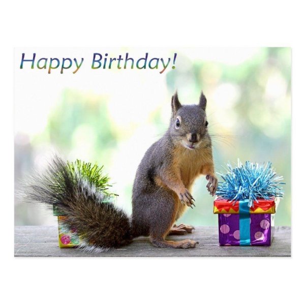 happy birthday squirrel
