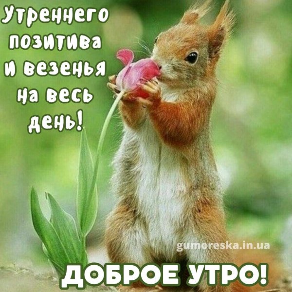 доброе утро природа животные