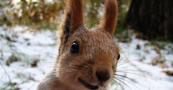 голова белки