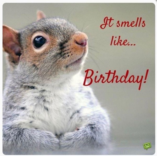 happy birthday squirrel