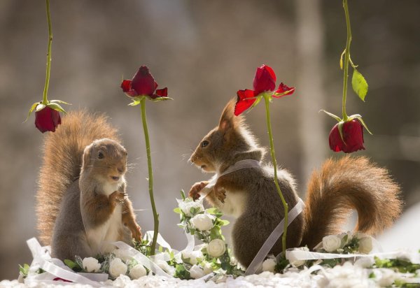 животные весной