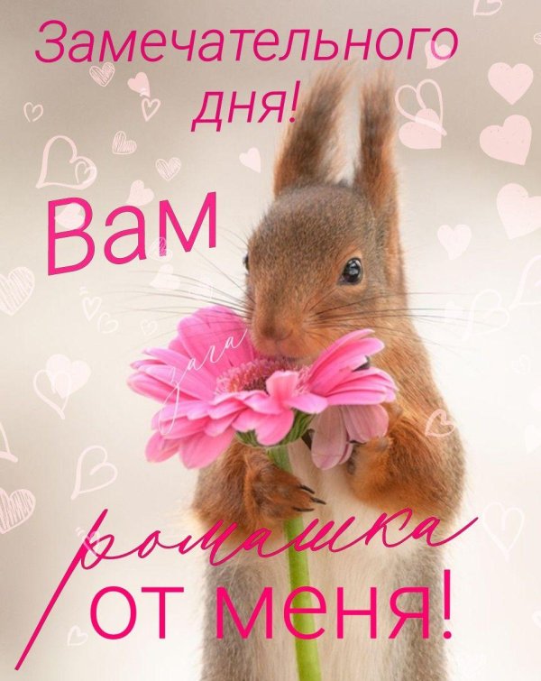 доброе утро белка