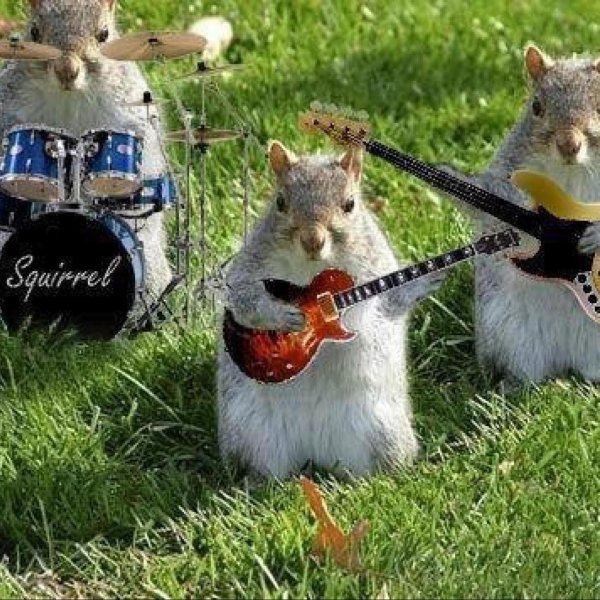 поющие животные