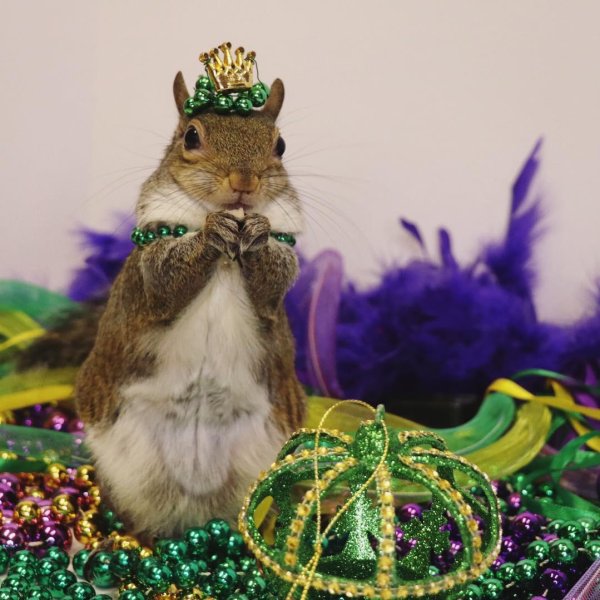 беличий король