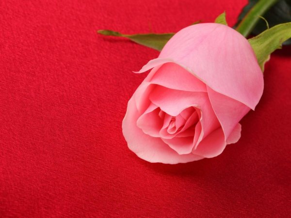 роза розовая