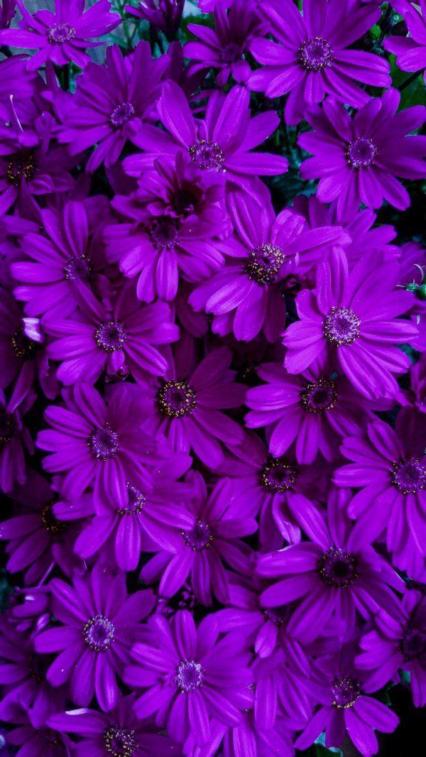 цветок фиолетового цвета