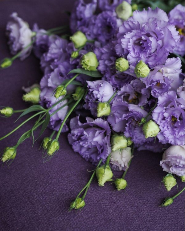 эустома алиса блю