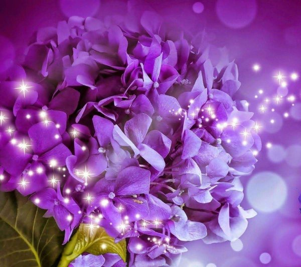 гортензия сиреневая