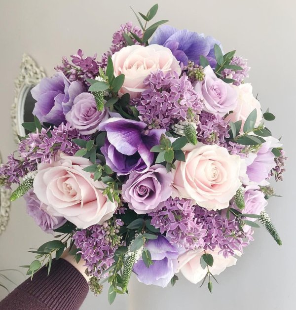 берцелия сиреневая