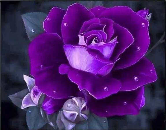 роза пурпл эмперор