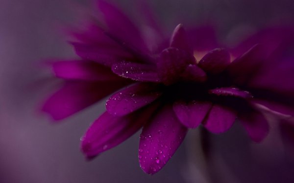 цветы сиреневого цвета