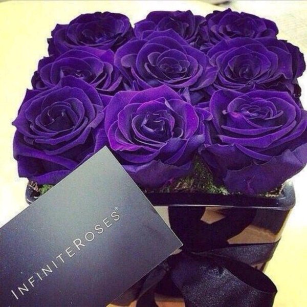 темно фиолетовые розы