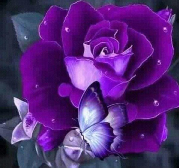 фиолетовые цветки