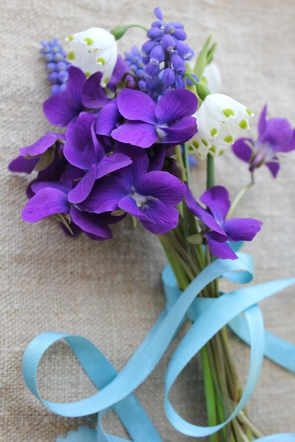 пармская фиалка