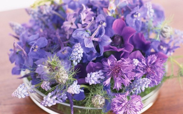 фиалка мускари