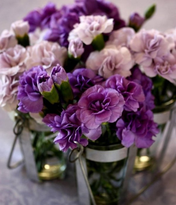 пунцовая гвоздика