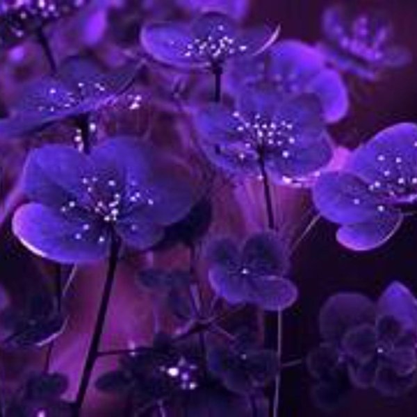 цветочные фоны