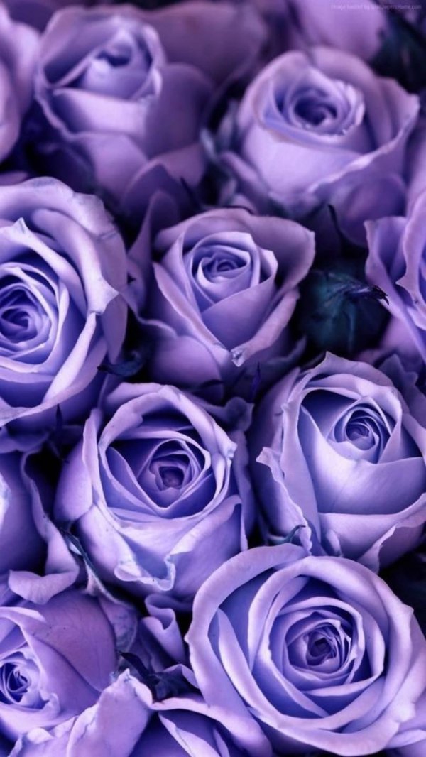 лиловая роза