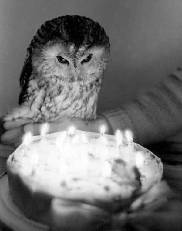 сова животное