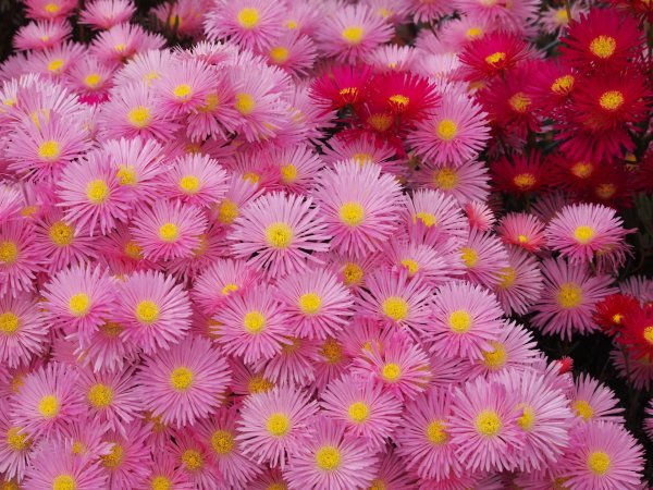 Маргаритка с днем рождения