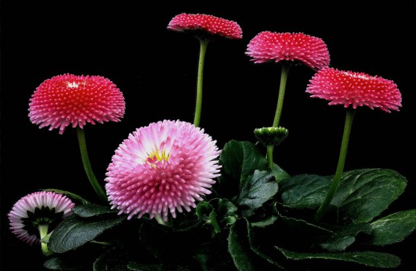 маргаритка tasso pink