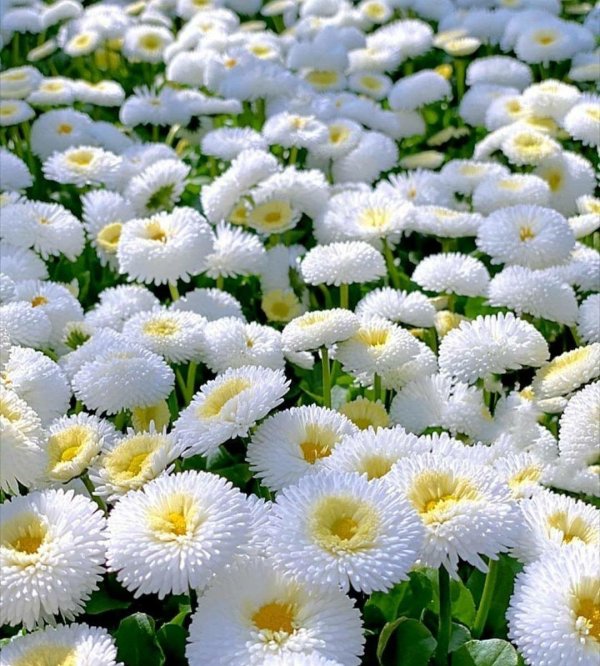 маргаритка беллис растение