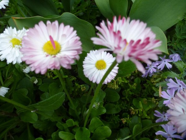 маргаритка однолетняя