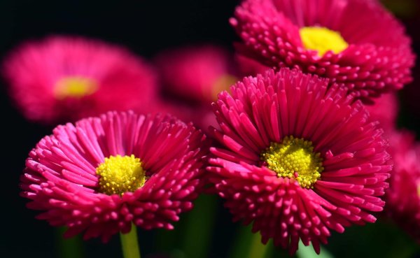 маргаритка цветок