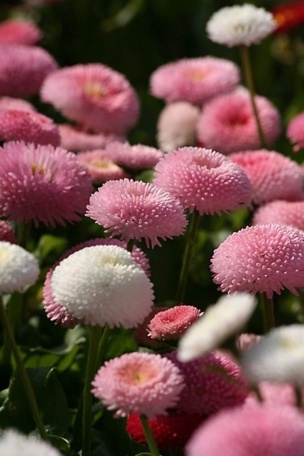 маргаритка robella