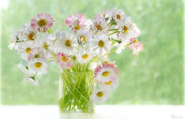 ромашка в вазе