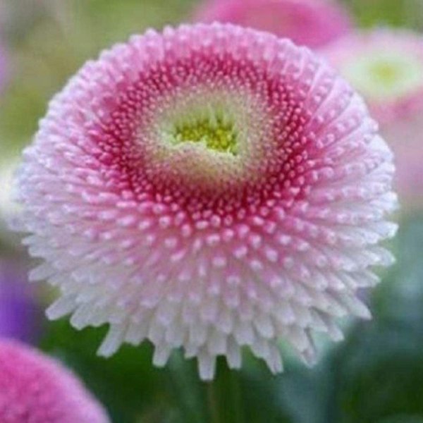 маргаритка махровая монтероза