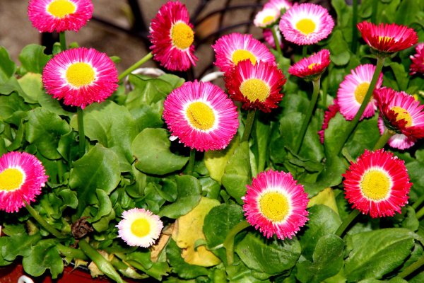 маргаритка цветок