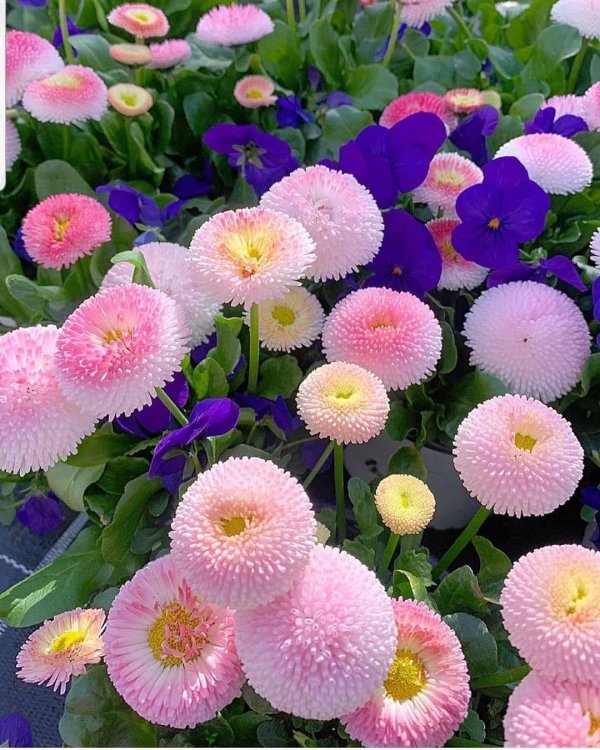 маргаритка махровая монтероза