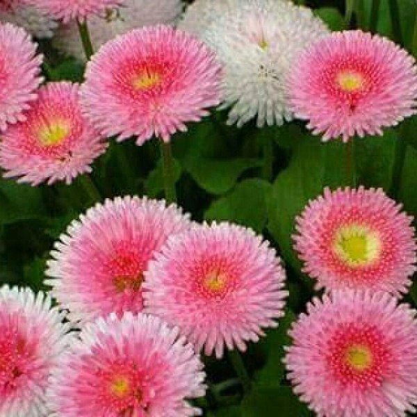 маргаритка tasso pink