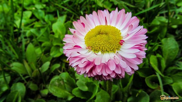 маргаритка цветок