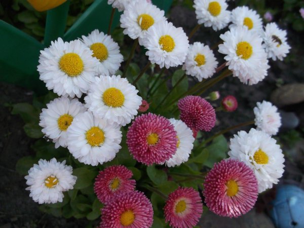 маргаритка помпонная